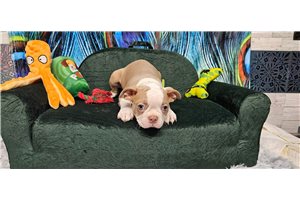 Ezekiel - Boston Terrier for sale
