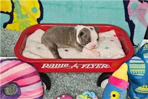 Evelyn - Boston Terrier for sale