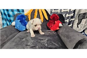Enzo - Boston Terrier for sale