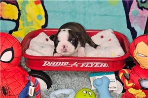 Elijah - Boston Terrier for sale