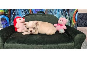 Eliana - Boston Terrier for sale