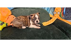 Samuel - Boston Terrier for sale