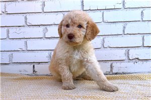 Carrie - Labradoodle for sale