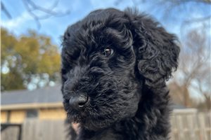 Meadow - Labradoodle for sale