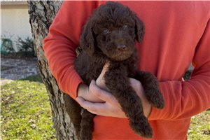 Daisy - Labradoodle for sale