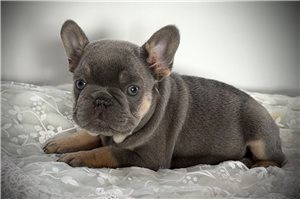 Seminole - French Bulldog for sale