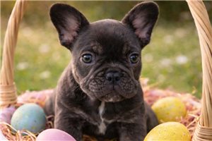 Titus - French Bulldog for sale