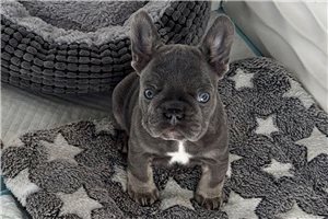 Cherokee - puppy for sale