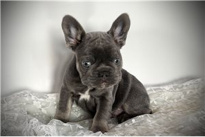 Cherokee - French Bulldog for sale