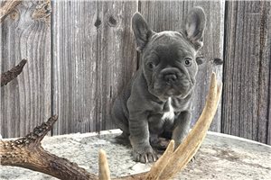 Cherokee - French Bulldog for sale