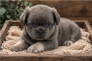 Colter - French Bulldog for sale