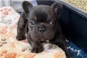 Titus - French Bulldog for sale