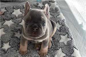 Seminole - puppy for sale