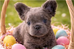 Velma - French Bulldog for sale