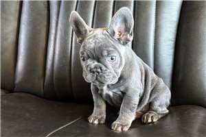 Cherokee - French Bulldog for sale