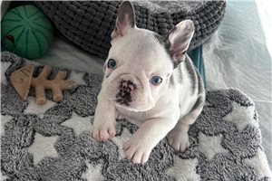 Shawnee - puppy for sale