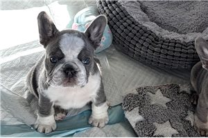 Powhatan - French Bulldog for sale