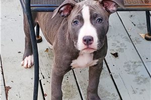 Daisy - American Pit Bull Terrier for sale