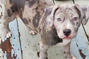Dynasty - American Pit Bull Terrier for sale