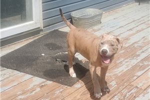 Bertrand - American Pit Bull Terrier for sale