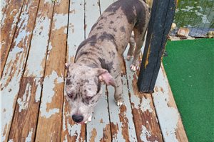 Dynasty - American Pit Bull Terrier for sale