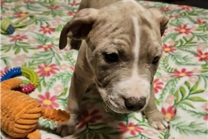 Beta - American Pit Bull Terrier for sale