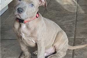Bertie - American Pit Bull Terrier for sale