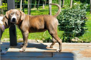 Bimini - American Pit Bull Terrier for sale