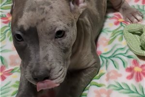 Harvey - American Pit Bull Terrier for sale