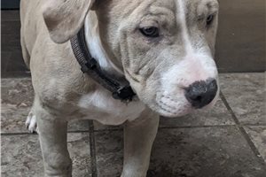 Beta - American Pit Bull Terrier for sale