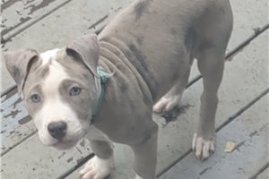 Delta - American Pit Bull Terrier for sale