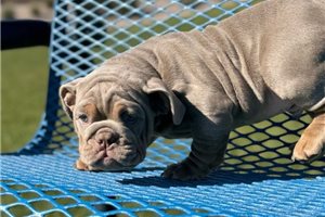 Austin - English Bulldog for sale