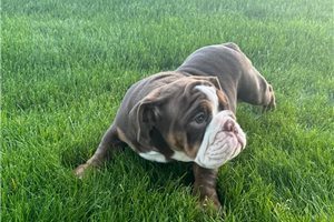 Riley - English Bulldog for sale