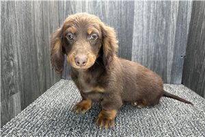 Philip - puppy for sale