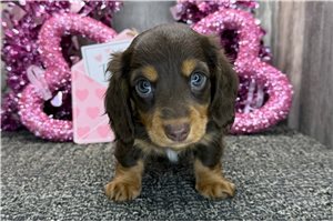 Otto - Dachshund, Mini for sale