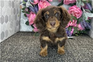 Emiko - Dachshund, Mini for sale