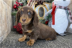 Noland - puppy for sale