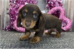 Omar - Dachshund, Mini for sale