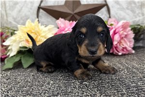 Athena | Puppies For Sale at Pawrade