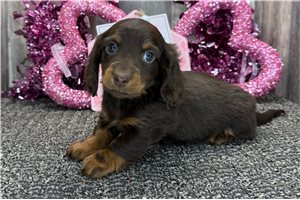 Octavia - Dachshund, Mini for sale