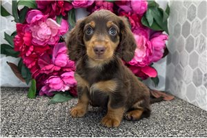 Ezra - Dachshund, Mini for sale