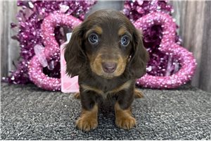 Ocean - Dachshund, Mini for sale