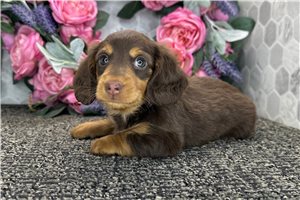 Ezra - Dachshund, Mini for sale