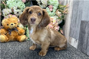 Percival - Dachshund, Tweenie for sale