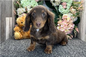 Plum - Dachshund, Tweenie for sale