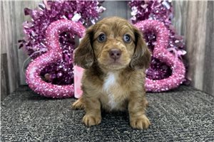 Percival - puppy for sale