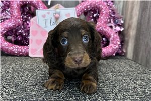 Perdita - puppy for sale