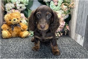 Perdita - Dachshund, Tweenie for sale