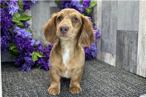 Percival - Dachshund, Tweenie for sale