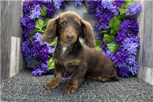 Plum - Dachshund, Tweenie for sale